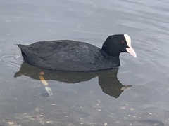 Fulica atra