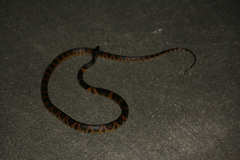 Lycodon semicarinatus