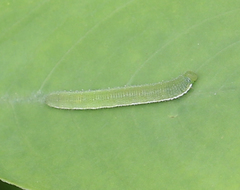 Eurema hecabe hecabe