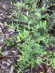 Ilex vomitoria image