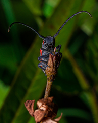 Tetraopes discoideus
