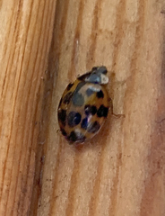 Harmonia axyridis