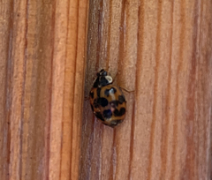 Harmonia axyridis