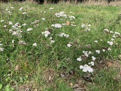 Achillea millefolium