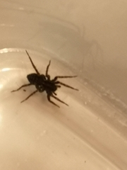 Steatoda albomaculata