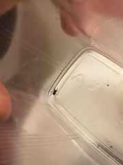 Steatoda albomaculata