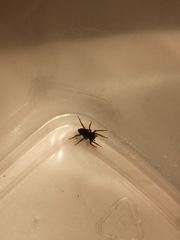 Steatoda albomaculata