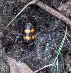 Nicrophorus interruptus