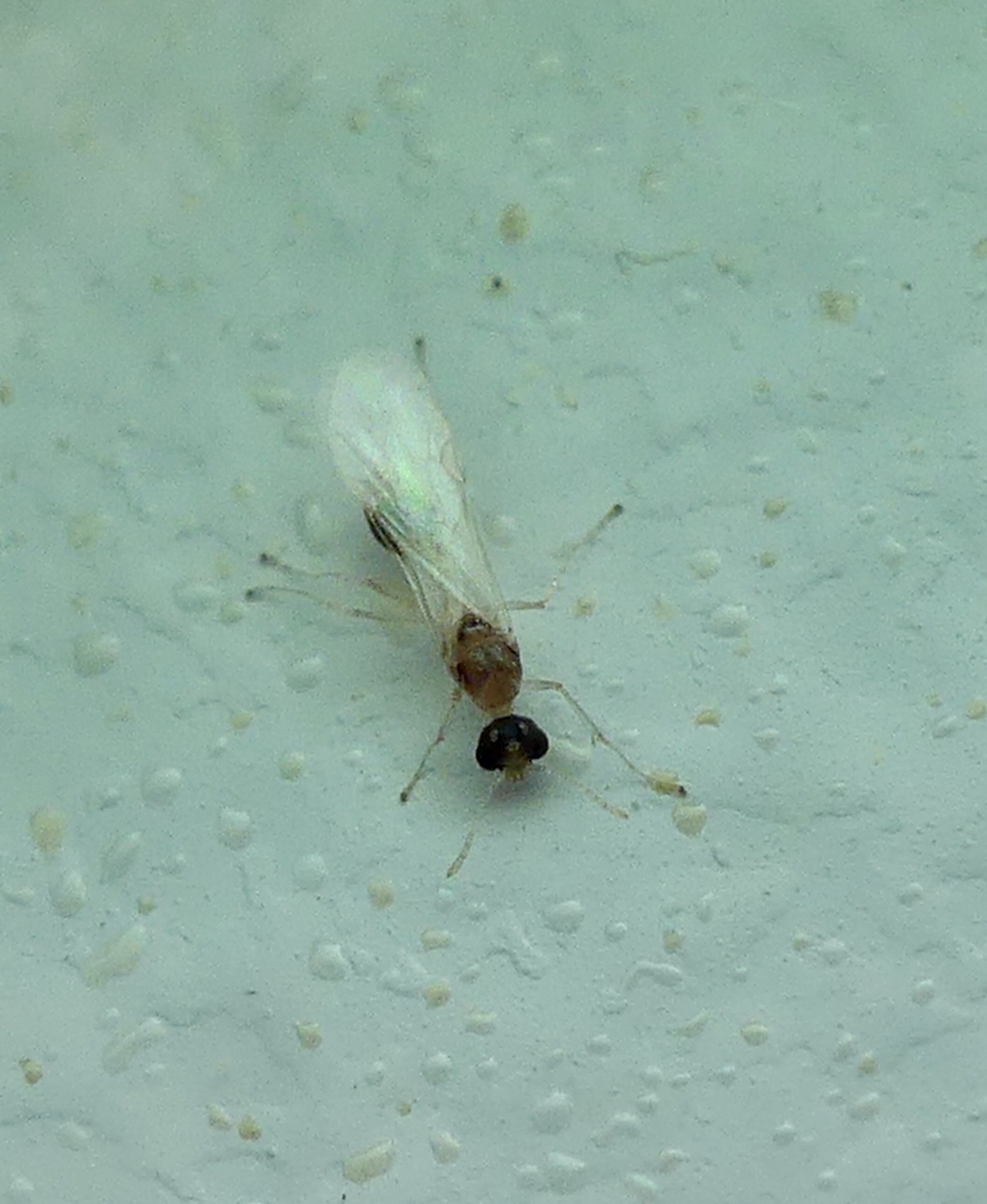 Temnothorax