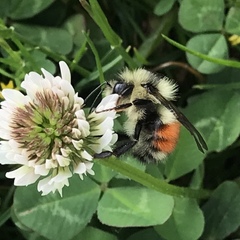 Bombus