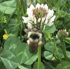 Bombus