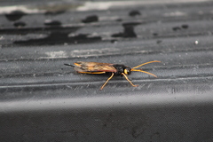 Urocerus flavicornis