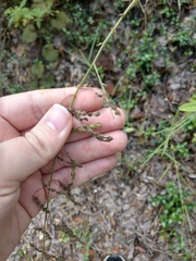 Desmodium marilandicum