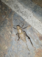 Thyreonotus bidens