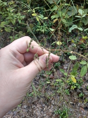 Desmodium marilandicum