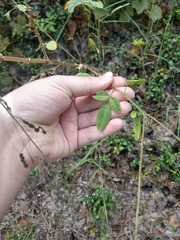 Desmodium marilandicum