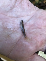 Rhinichthys atratulus