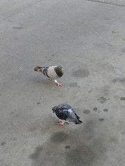 Columba livia domestica