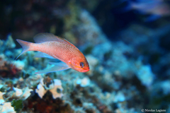 Anthias anthias