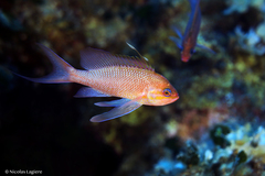 Anthias anthias