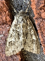 Platypolia anceps