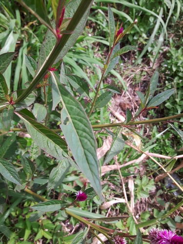 Celosia argentea image