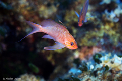 Anthias anthias