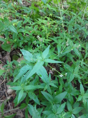 Galium latifolium