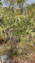 Asterohyptis stellulata