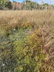Sphagnum cuspidatum