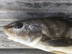 Menticirrhus saxatilis