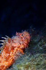 Scorpionfish