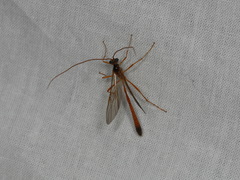 Enicospilus combustus