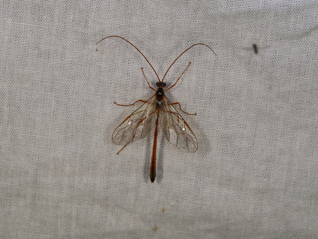 Enicospilus combustus