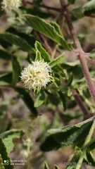 Asterohyptis stellulata