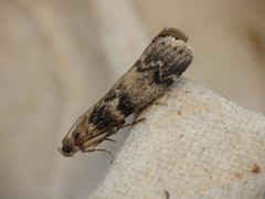 Euzophera pinguis