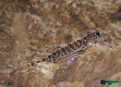 Tenuidactylus caspius