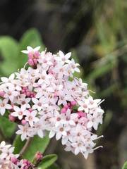 Stevia serrata