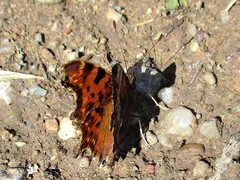 Polygonia c-album