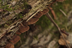 Gloeophyllum abietinum