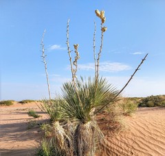 Yucca elata