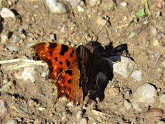 Polygonia c-album