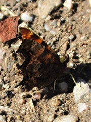 Polygonia c-album