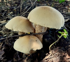 Macrocybe titans