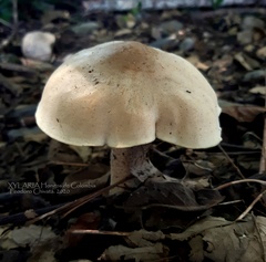 Macrocybe titans