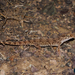 Thick-tailed Tuberculated Gecko - Photo (c) Parham Beyhaghi, some rights reserved (CC BY-NC), uploaded by Parham Beyhaghi