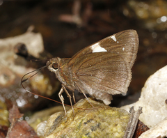 Notocrypta feisthamelii alysos