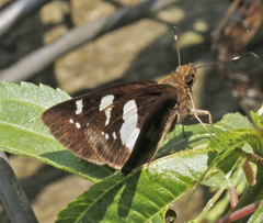 Notocrypta feisthamelii alysos