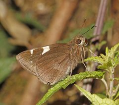 Notocrypta feisthamelii alysos