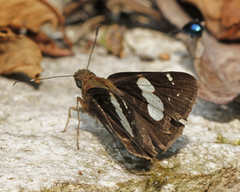Notocrypta feisthamelii alysos